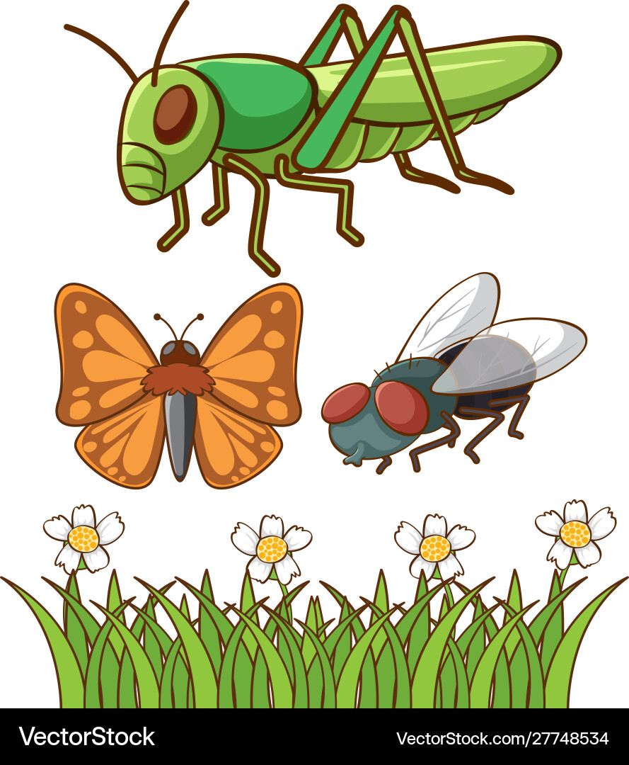 Isolated picture different bugs Isolated picture different bugs vector image