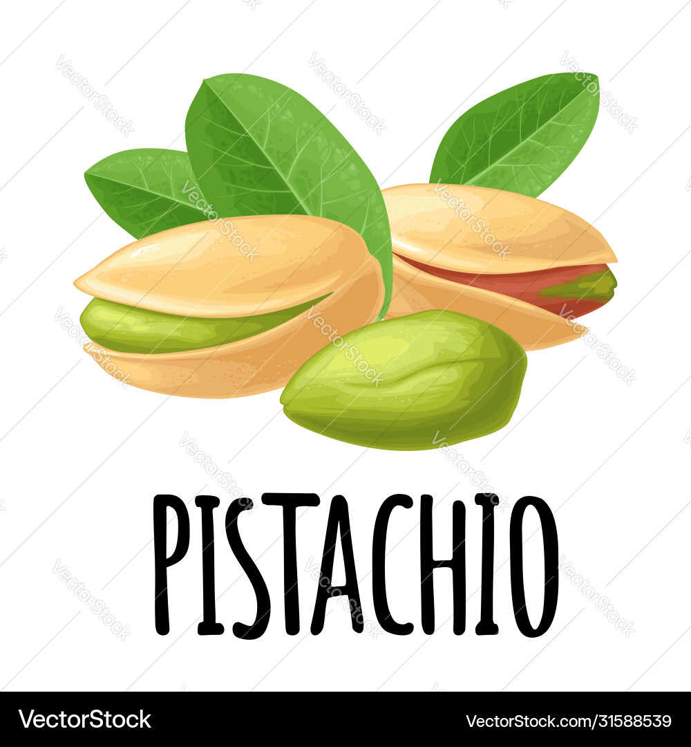 Pistachios - Shell & Unshelled vector image