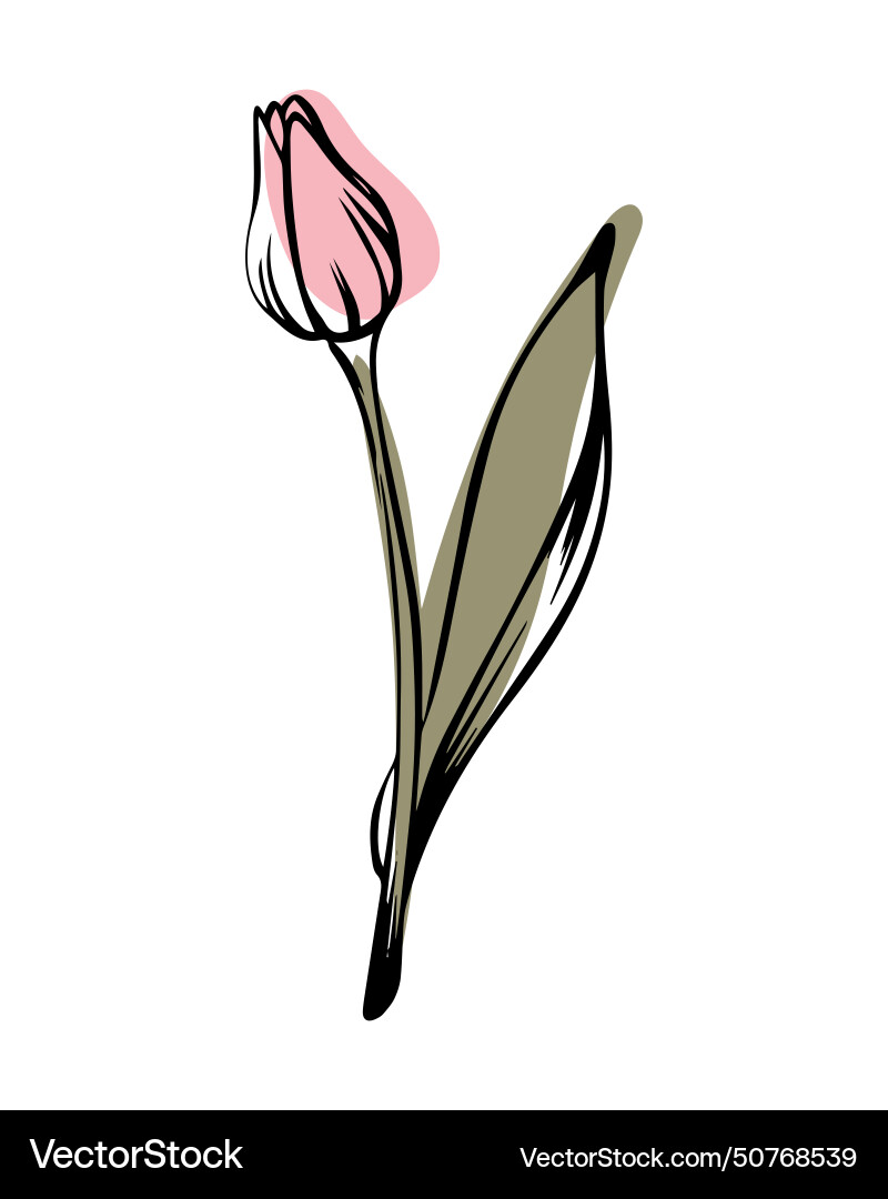 Tulip in sketch style with abstract color shapes Vector Image