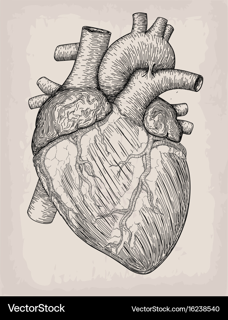 Anatomical Heart Sketch – Royalty-Free Vector | VectorStock, image size:770x1080