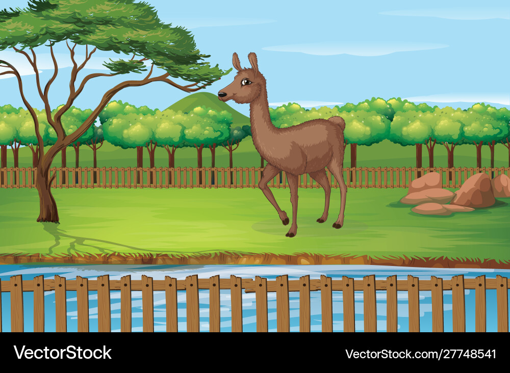 Scene with alpaca in zoo Scene with alpaca in zoo vector image