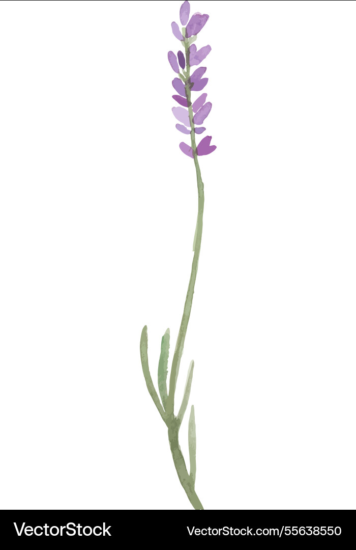 Aquarell bemalte Blume Hand gezogen Aquarell bemalte Blume Hand gezogen vektorbild