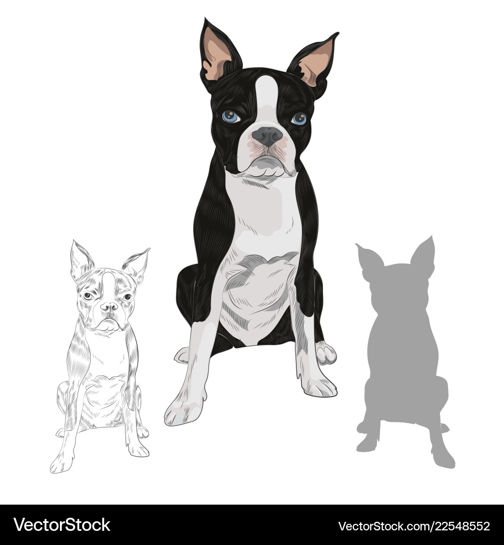 Boston Terrier Hund Rasse isoliert auf weiß Boston Terrier Hund Rasse isoliert auf weiß vektorbild