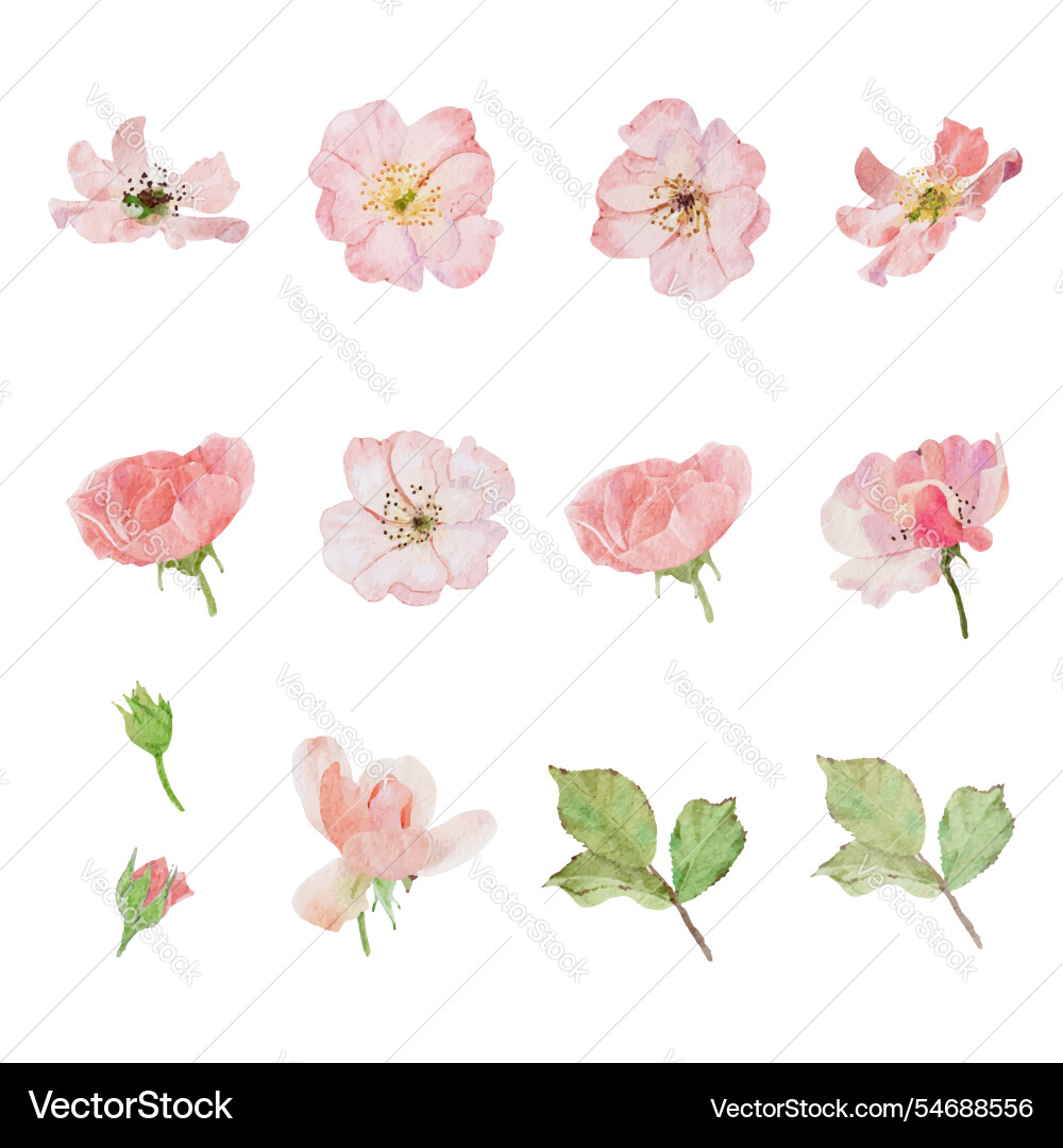 Watercolor Pink Rose Bouquet vector image