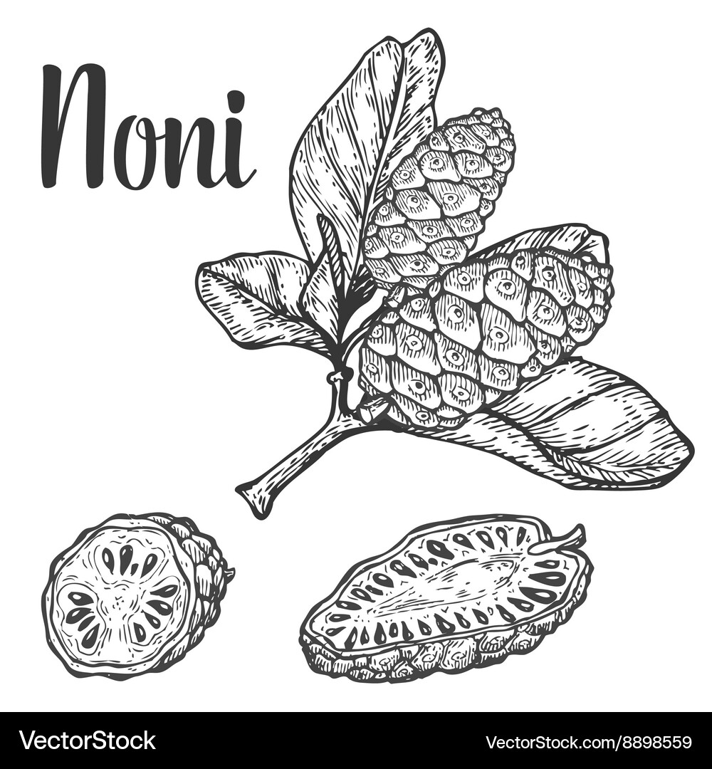 Noni Fruit Camu Berry - Superfood & Seed Vektorbild
