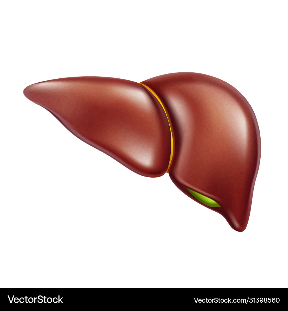 Liver human healthy anatomy internal organ Liver human healthy anatomy internal organ vector image