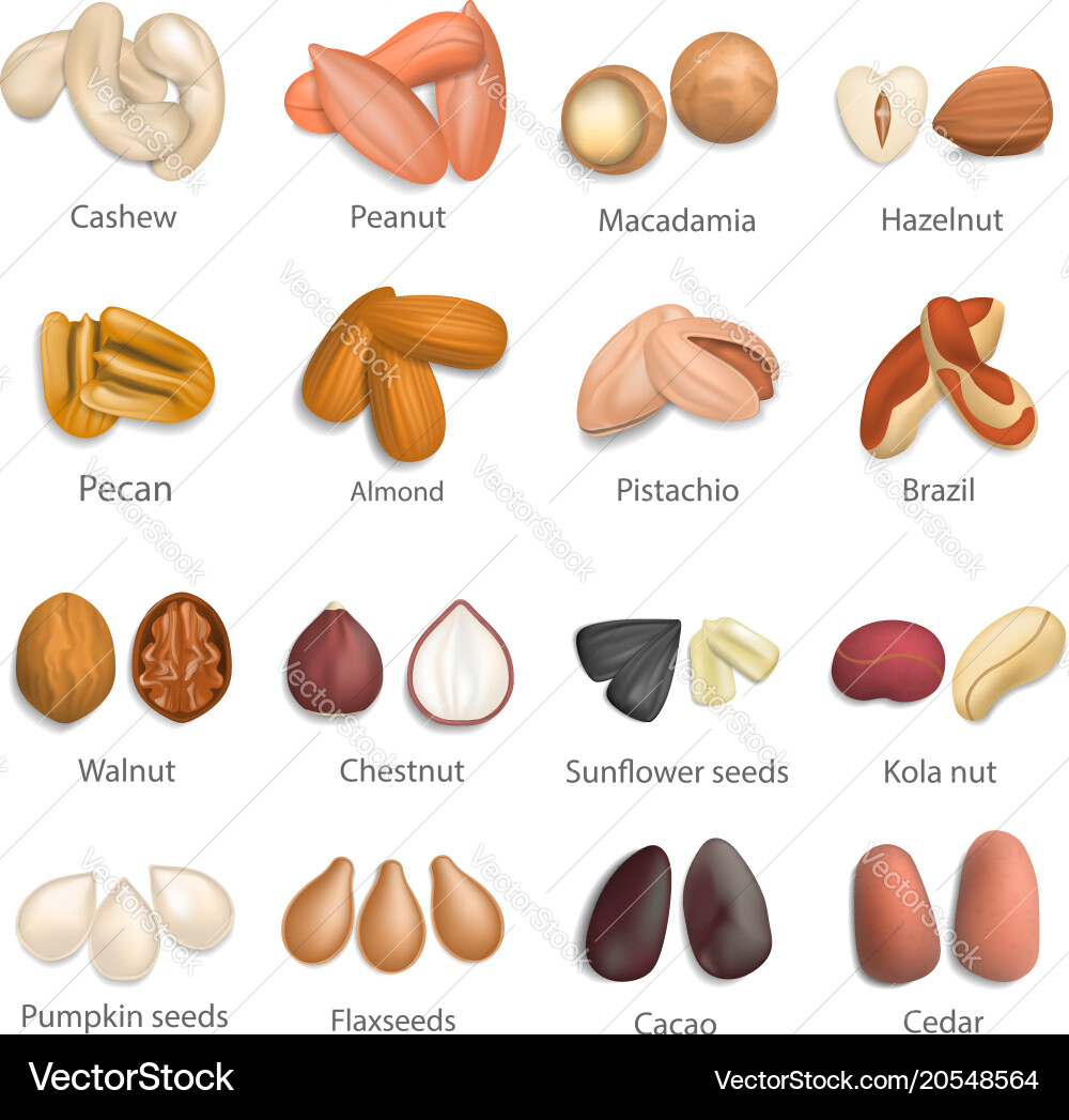 Nut types signed names mockup set realistic style Vector Image