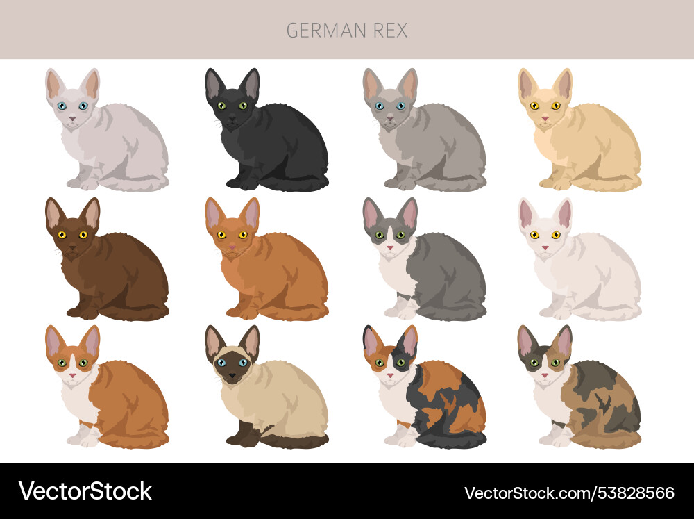 German rex cat clipart all breeds German rex cat clipart all breeds Vector Image