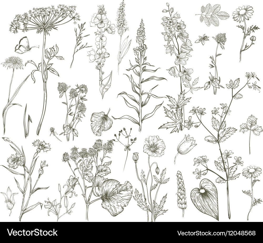 Vintage Floral Sketch Collection Vector Image