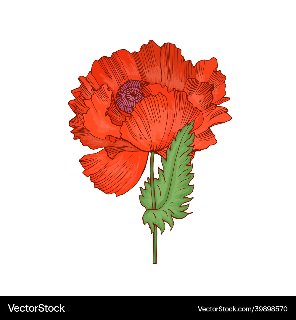 Red poppy flower with blossomed lush petals Red poppy flower with blossomed lush petals vector image