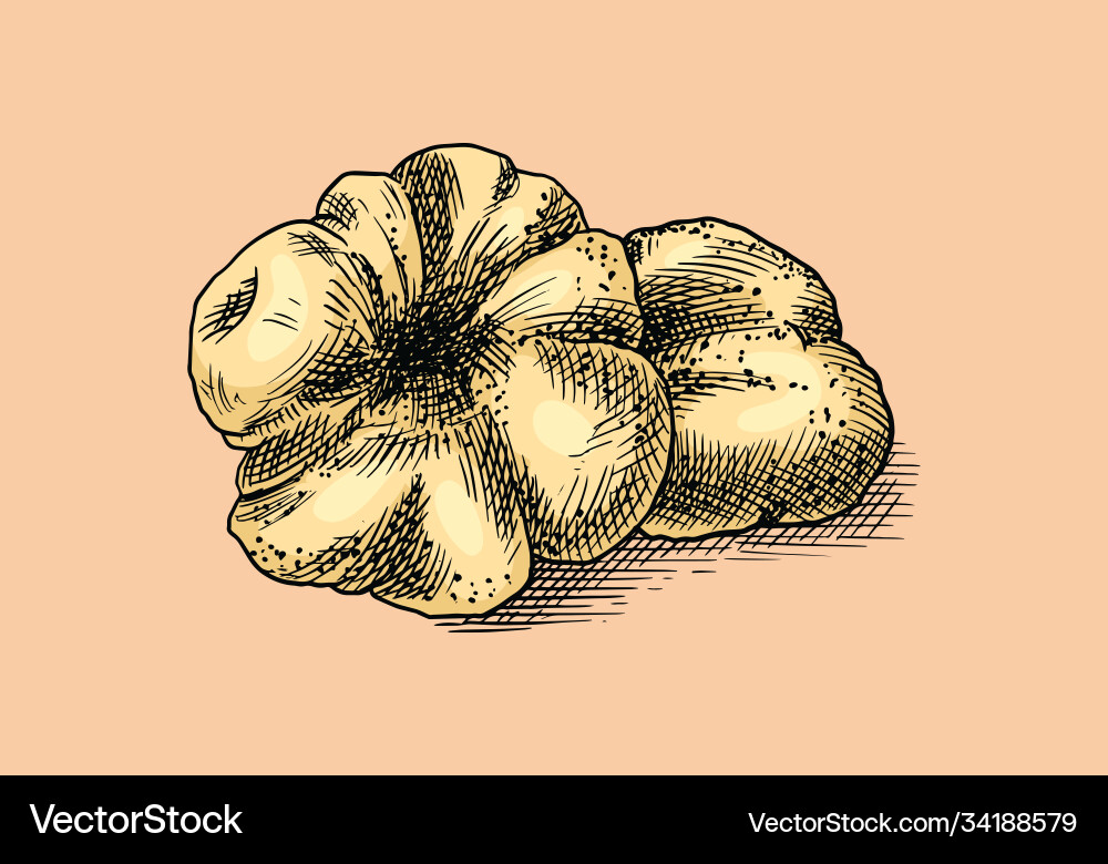 Truffles mushrooms badge or logo engraved hand Truffles mushrooms badge or logo engraved hand vector image