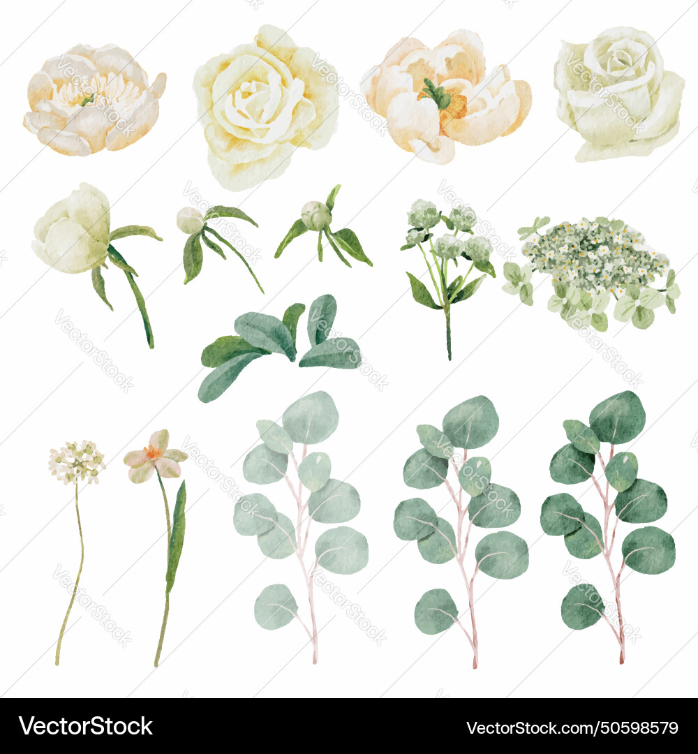 Watercolor white peony and rose foliage flower Watercolor white peony and rose foliage flower vector image