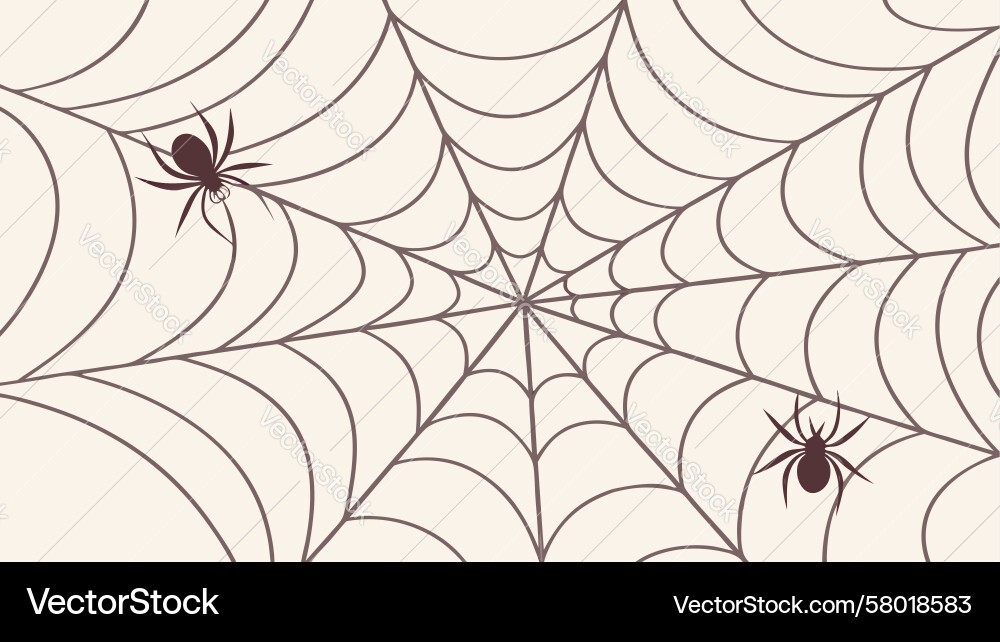 Delicate Spider Web Pattern Vector Image