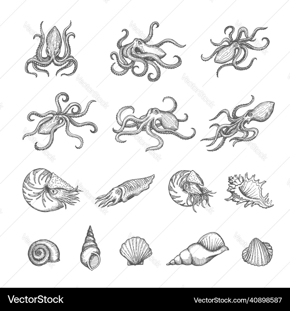 Octopus cuttlefish seashell Schalentiere Skizzen Octopus cuttlefish seashell Schalentiere Skizzen vektorbild