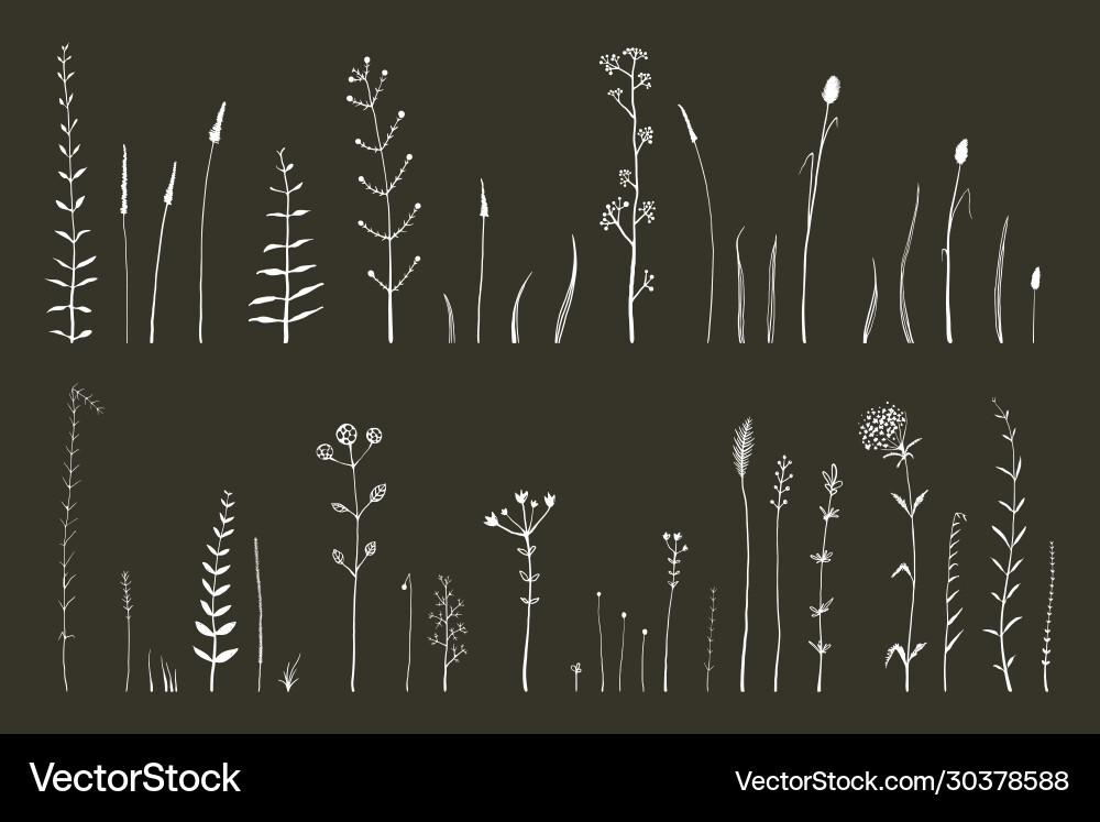 Hand drawn doodle medical herbarium wild grass Hand drawn doodle medical herbarium wild grass vector image