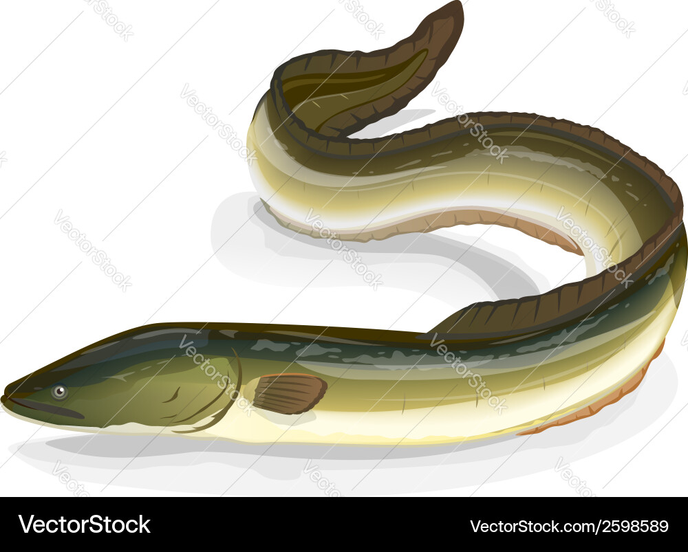 Eel fish vector image