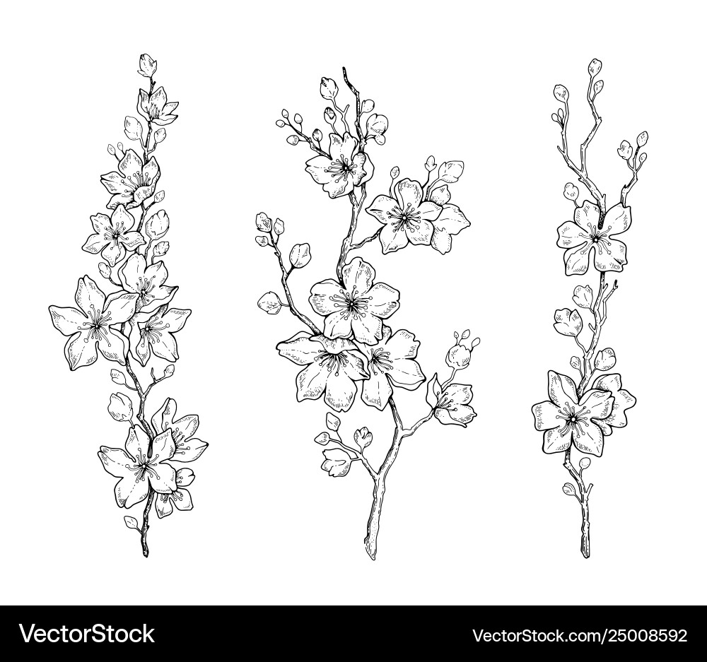 Cherry flower blossom botanical art set spring Cherry flower blossom botanical art set spring vector image
