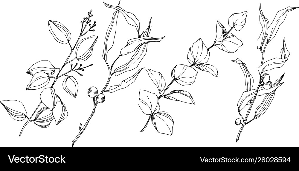 Eucalyptus tree leaves black and white Eucalyptus tree leaves black and white vector image
