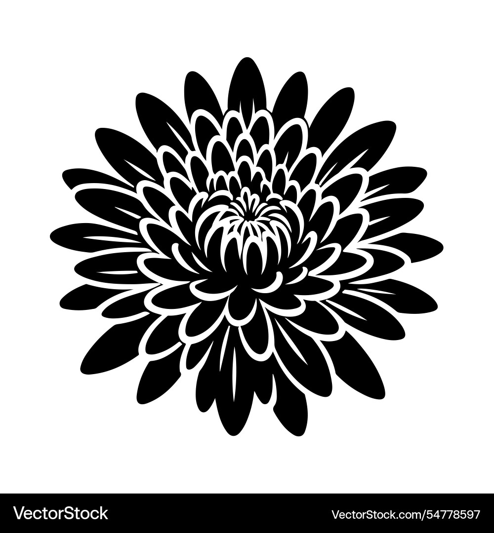 Elegant Chrysanthemum Silhouette Vector Image