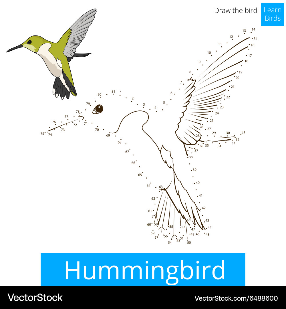 Hummingbird bird learn to draw vector image