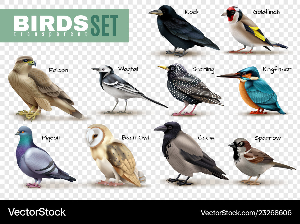 Isolated Bird Set - Transparent Background Vector Image