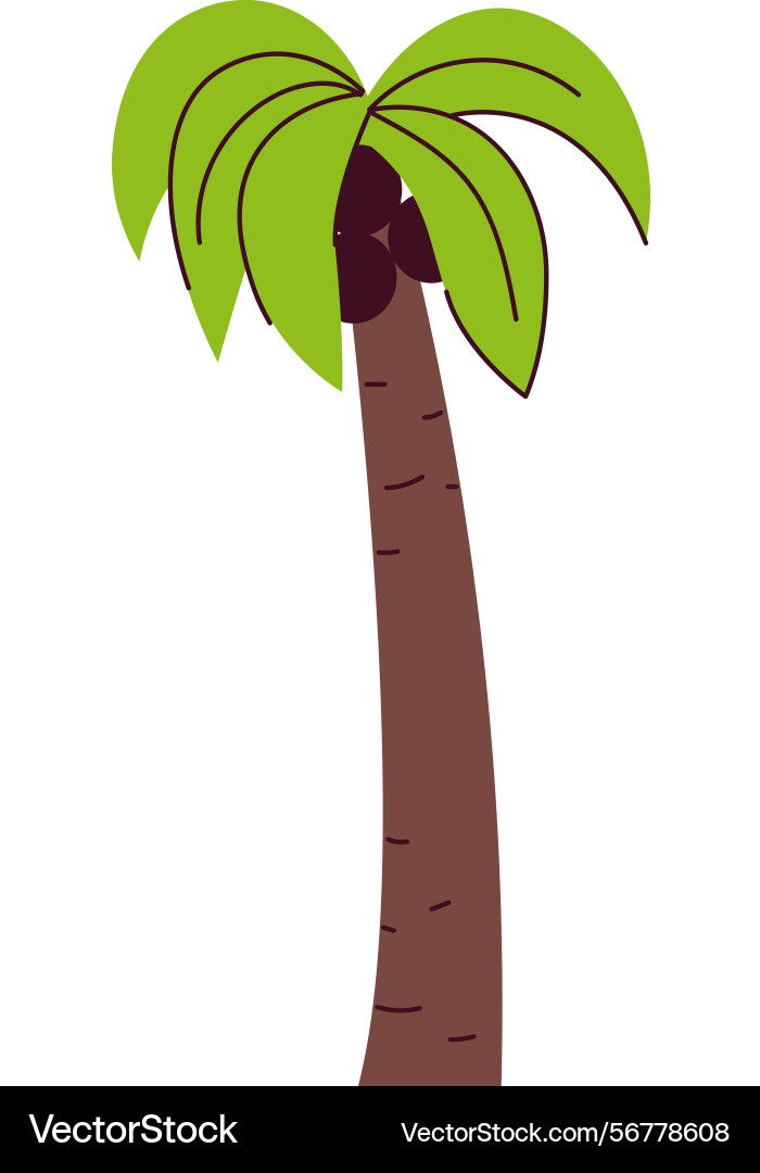 Palm tree with coconuts Palm tree with coconuts Vector Image