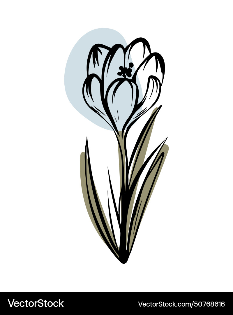 Crocus in sketch style with abstract color shapes Crocus in sketch style with abstract color shapes Vector Image