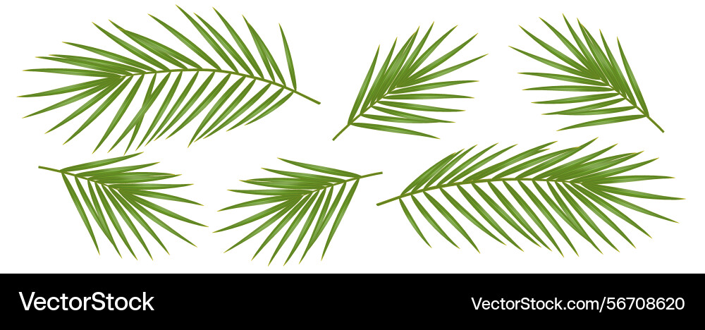 Realistic green palm leaves set on simple Realistic green palm leaves set on simple Vector Image