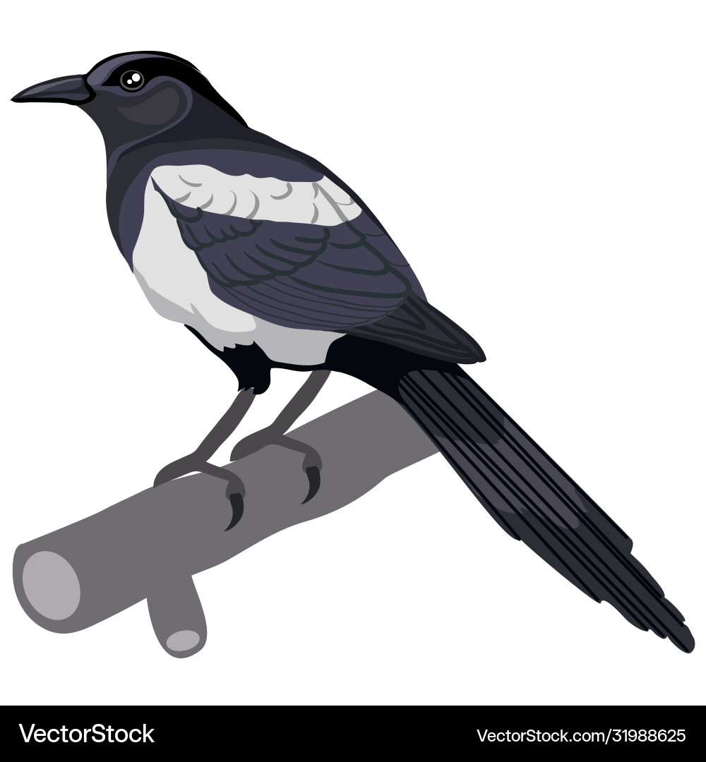 Magpie bird in natural style isolated object Magpie bird in natural style isolated object vector image