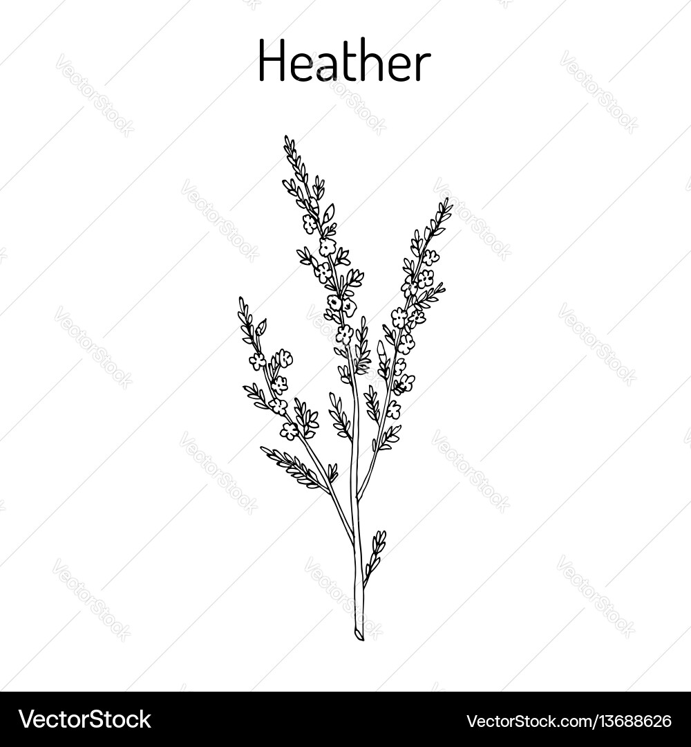 Calluna Vulgaris Heather Branch Vector Image