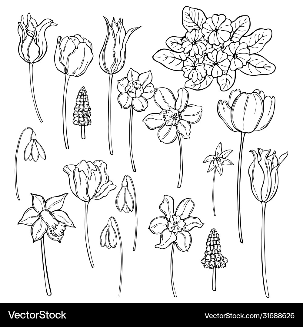 Hand drawn spring flowers sketch vector image