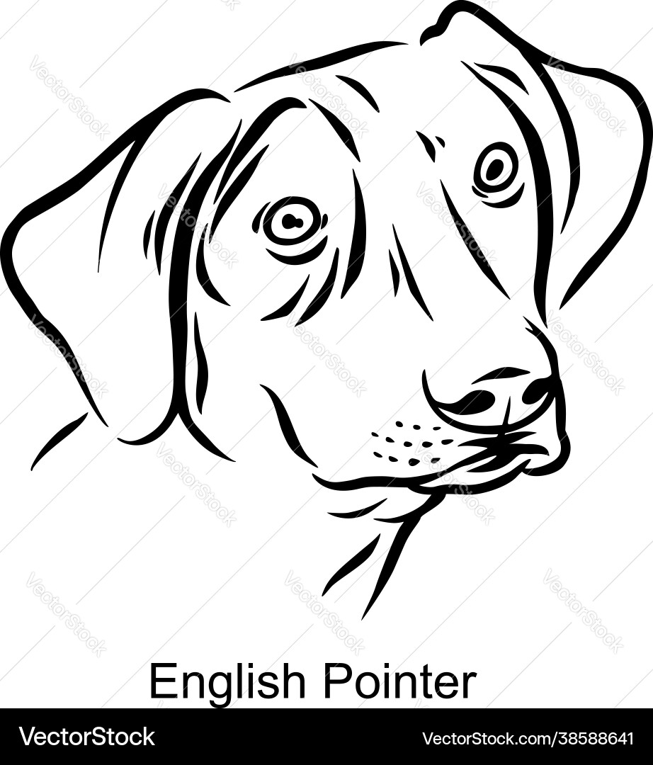 English pointer portrait dog in line style - pet vector image