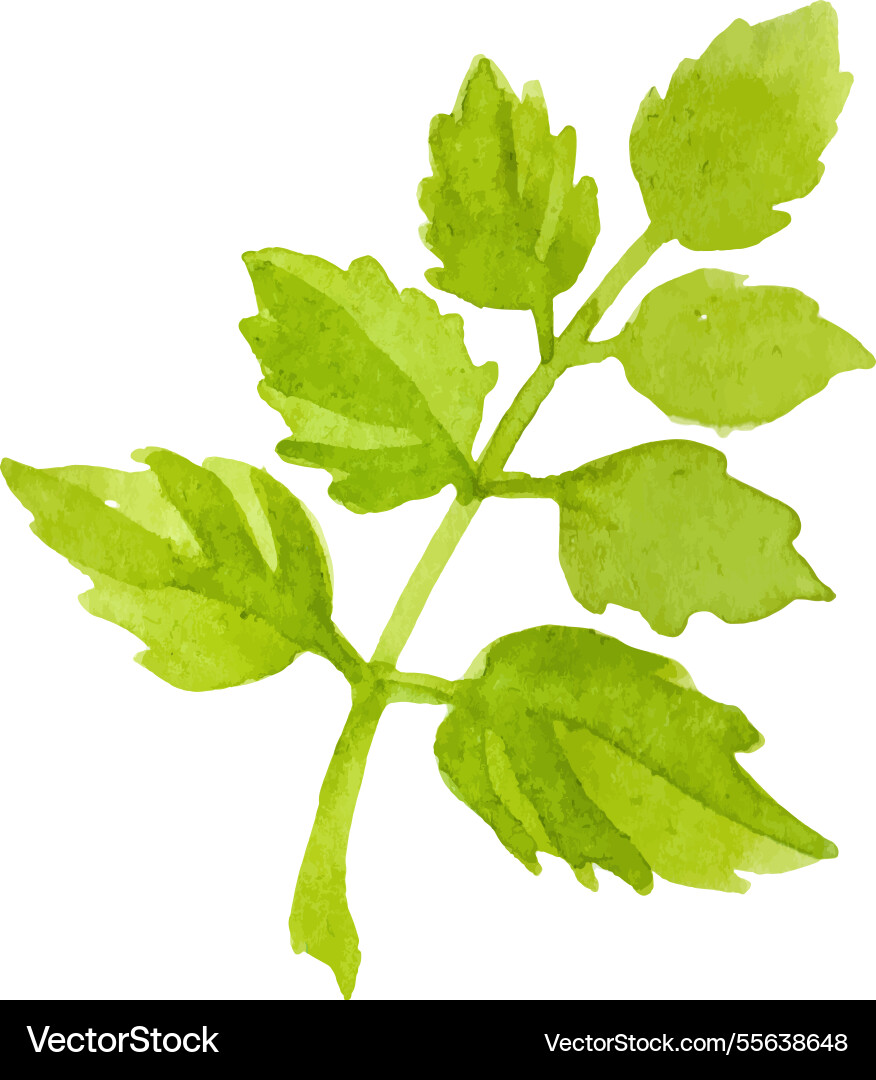 Watercolor painted rose flower leaves hand drawn Watercolor painted rose flower leaves hand drawn vector image