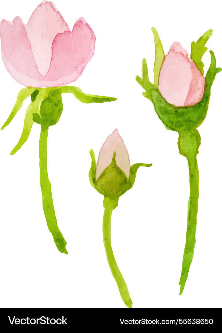 Aquarell bemalte Hunderose Blume Hand gezogen Aquarell bemalte Hunderose Blume Hand gezogen vektorbild