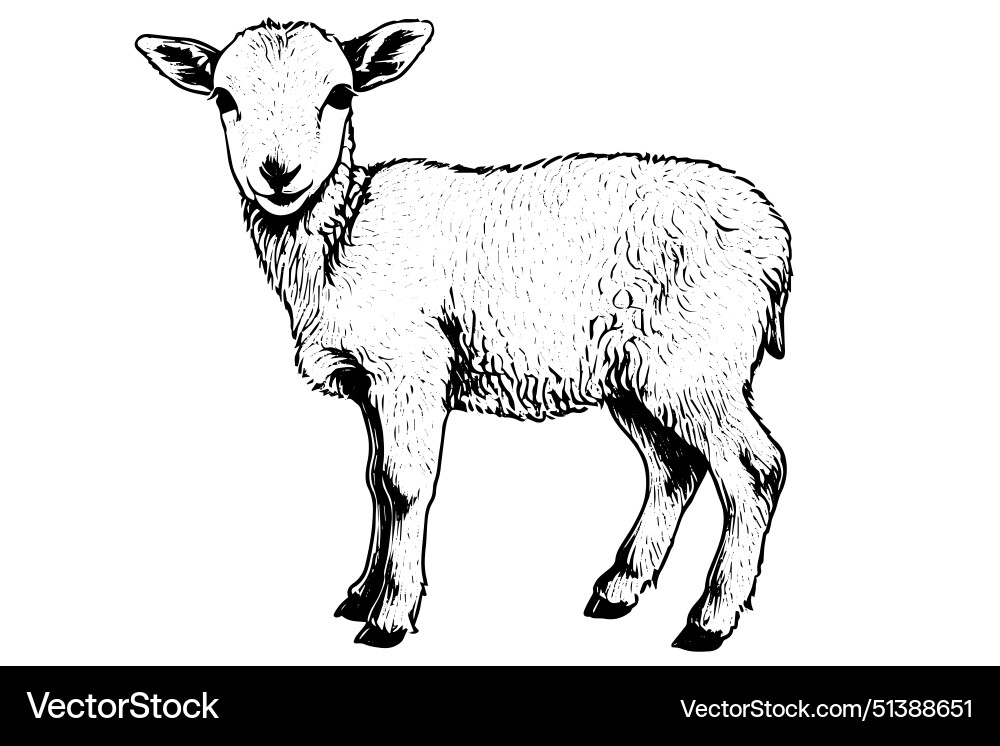 Cute sheep lamb hand drawn ink sketch engraved Cute sheep lamb hand drawn ink sketch engraved vector image