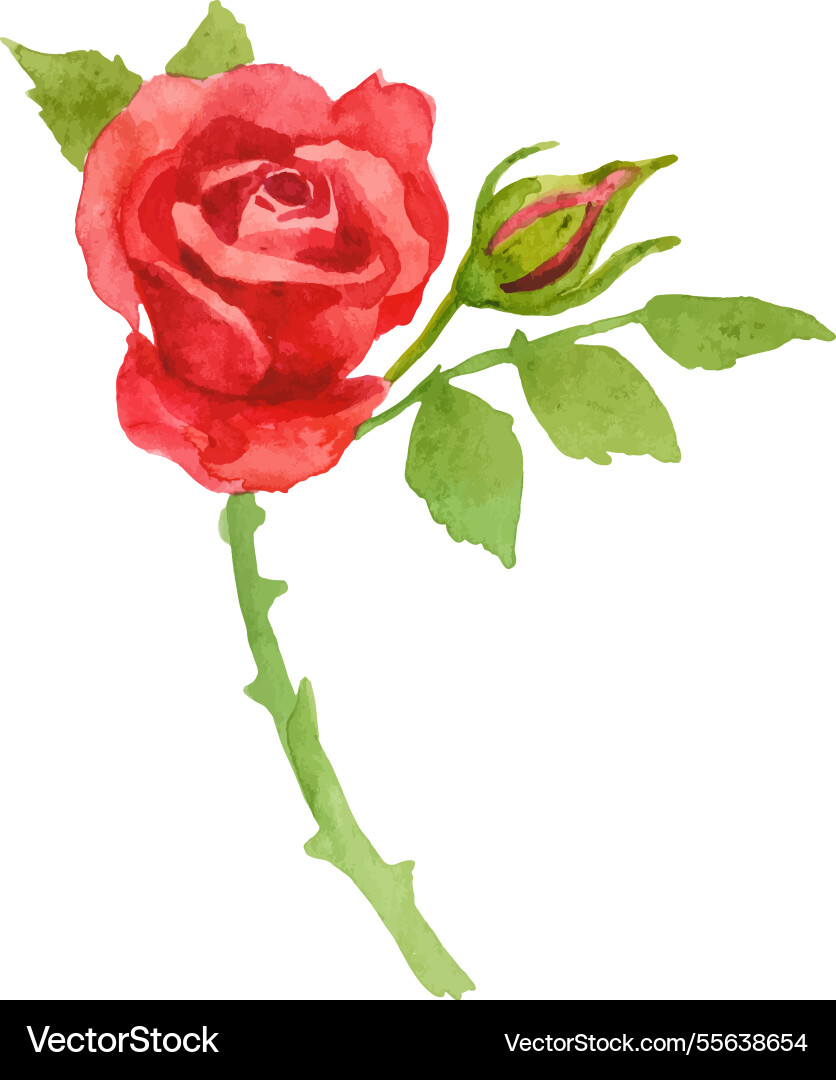 Watercolor painted rose flower hand drawn design Watercolor painted rose flower hand drawn design vector image