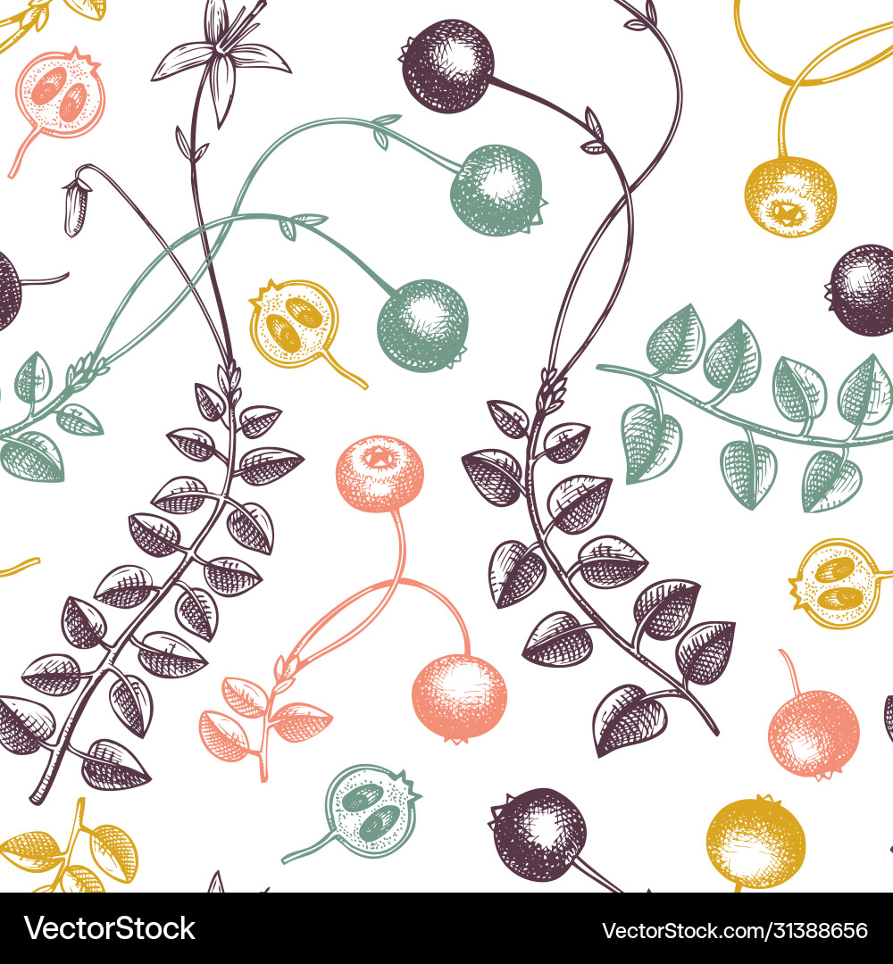 Hand drawn cranberry background in color wild Vector Image