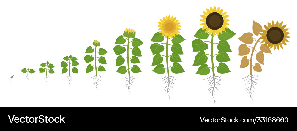 Sunflower Growth Stages Royalty Free Vector Image