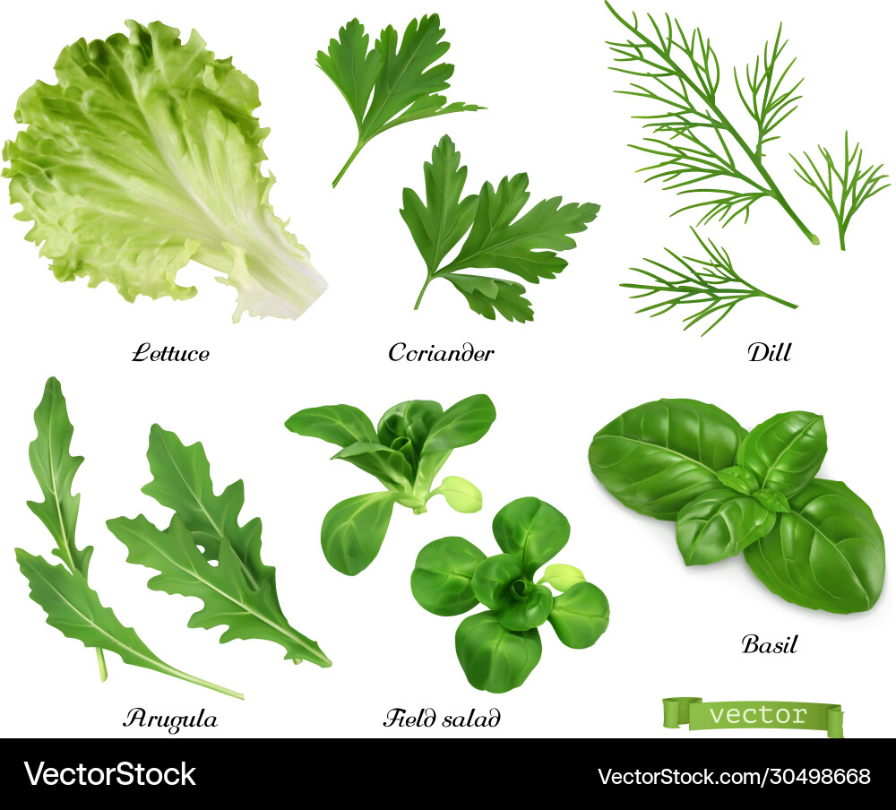 Greens and spices realistic set lettuce coriander Greens and spices realistic set lettuce coriander vector image