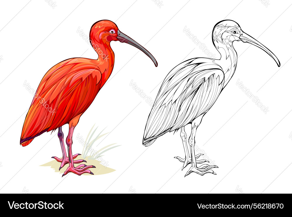 A scarlet ibis colorful and black white page A scarlet ibis colorful and black white page vector image