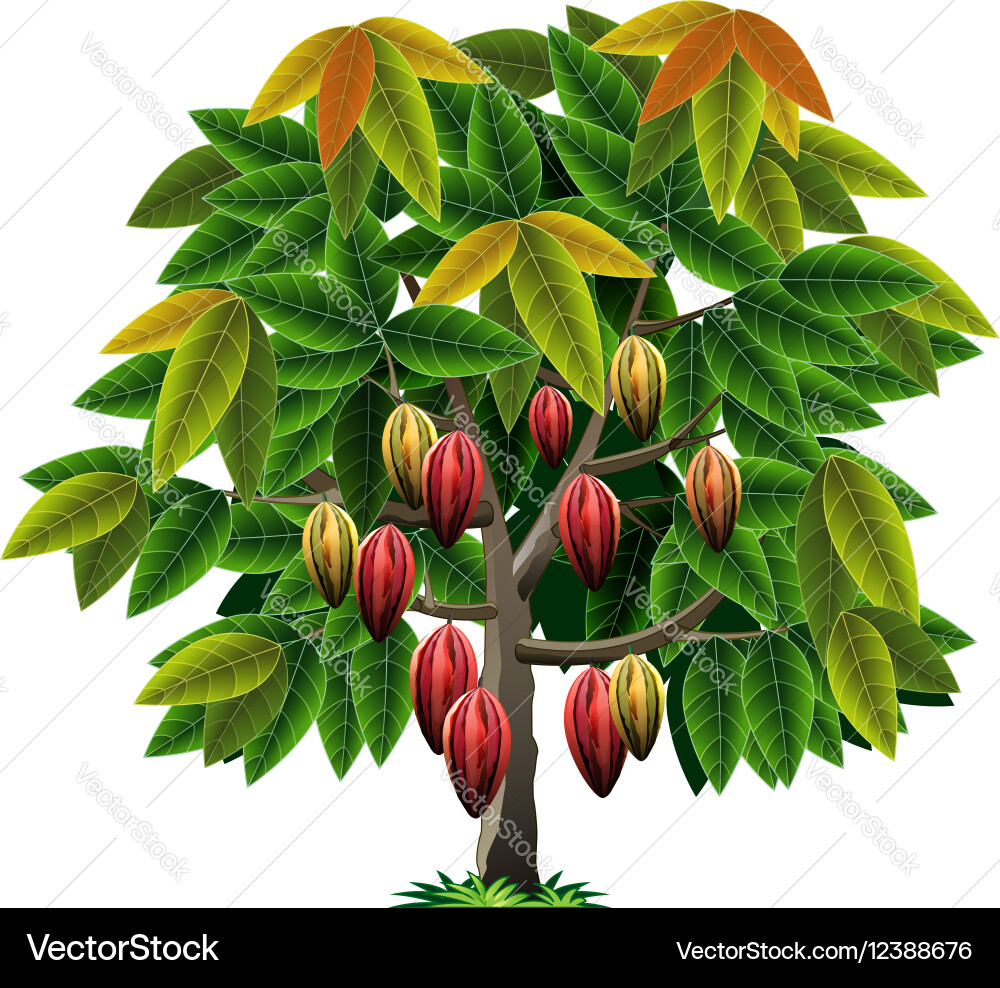 Cocoa Pod Tree vector image