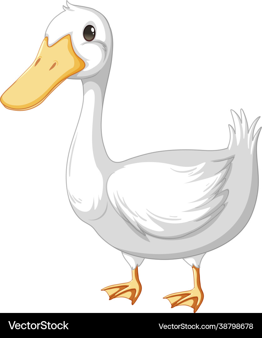 An adult duck in cartoon style isolated on white An adult duck in cartoon style isolated on white vector image