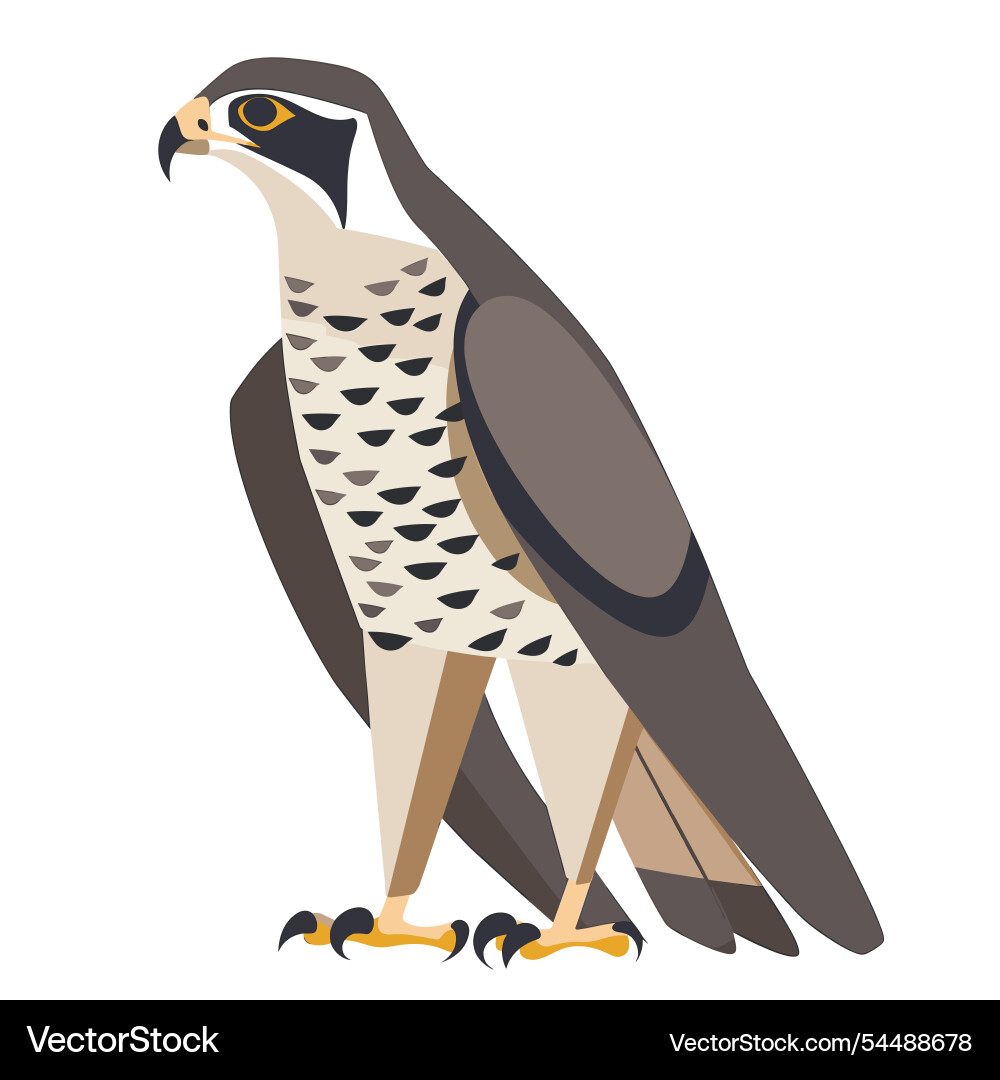 Falcon stands gracefully on display with distinct Falcon stands gracefully on display with distinct Vector Image