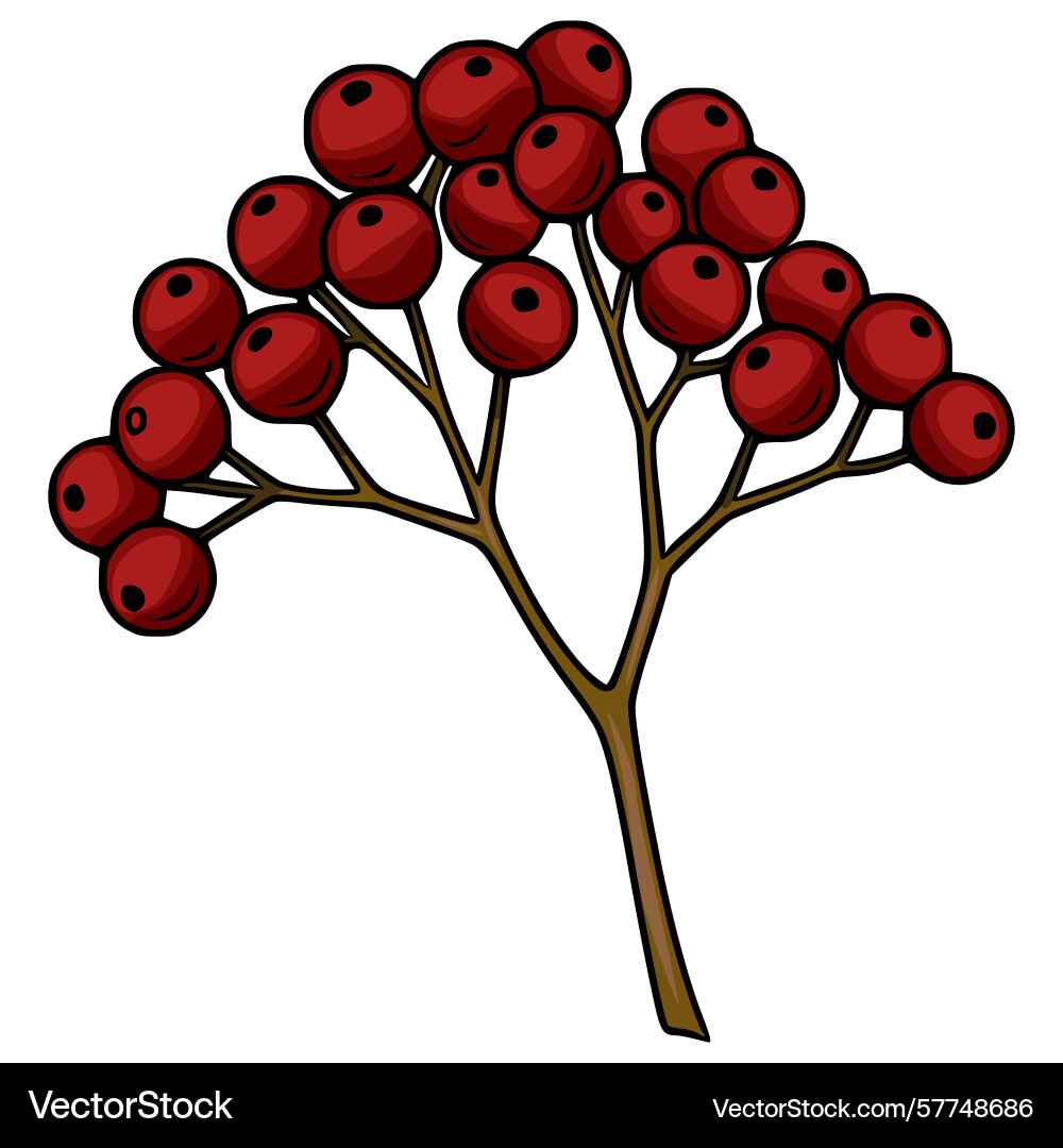 A of stylized branch with clusters deep red Vector Image
