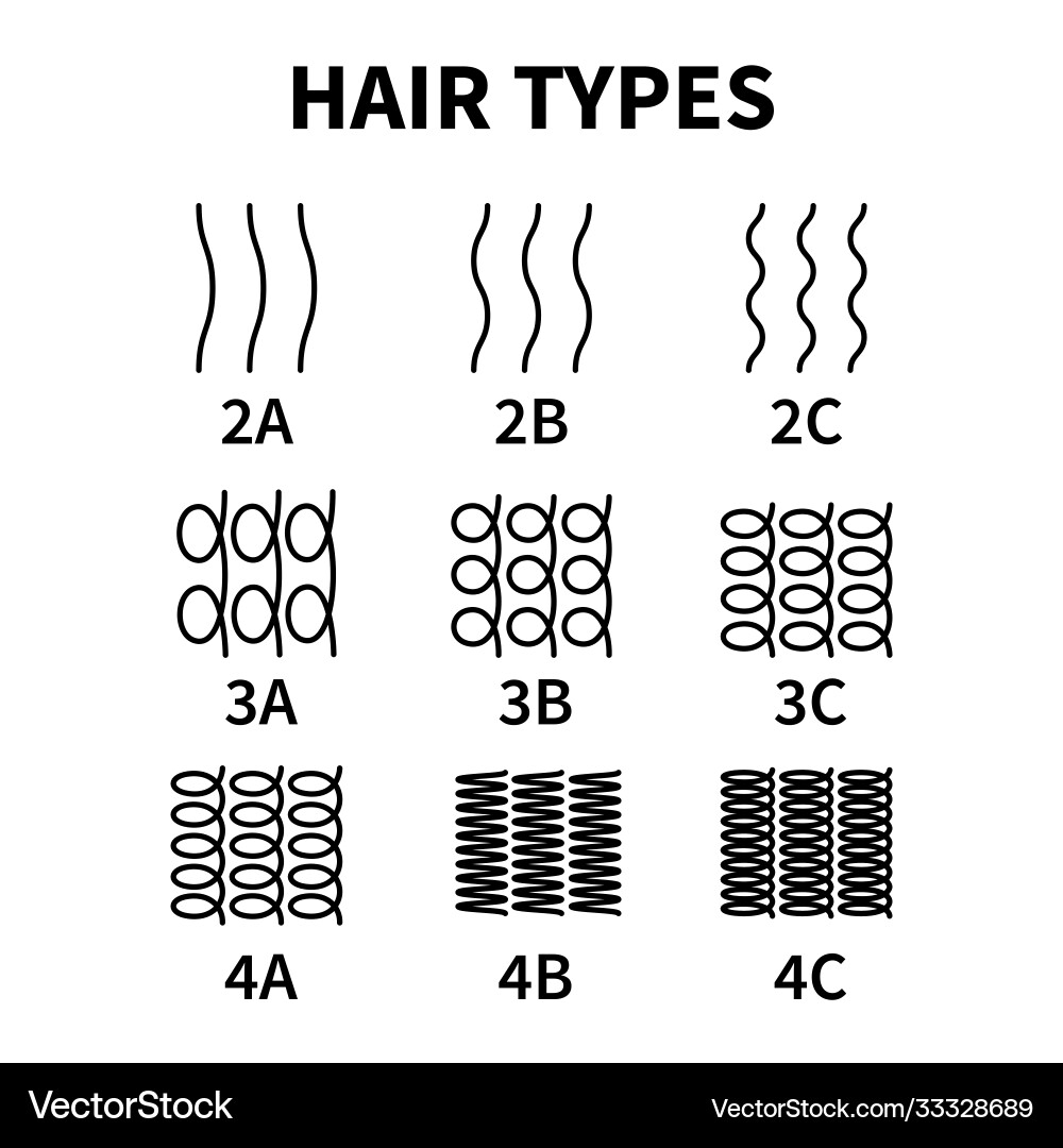 Hair Curl Types Chart - All Curl Patterns vector image