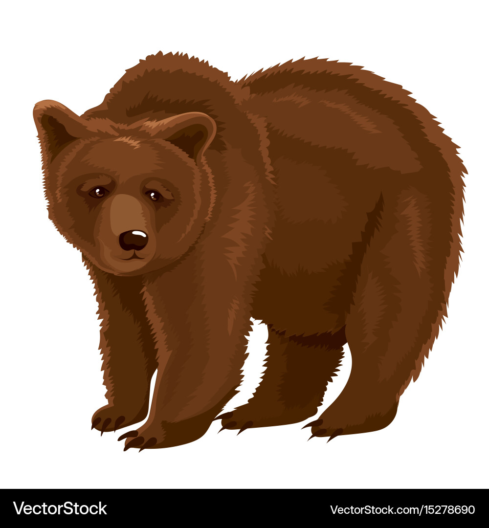 Brown Bear Portrait (15278690) – Royalty-Free Vector | VectorStock