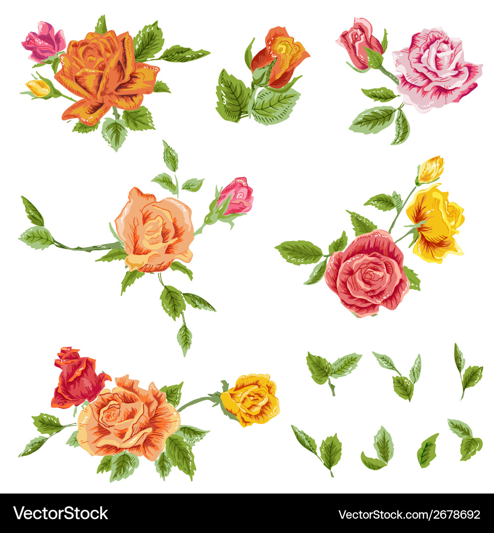 Watercolor Rose Set - Floral Elements Vector Image