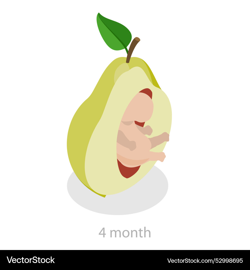 3d isometric flat of embryo Royalty Free Vector Image