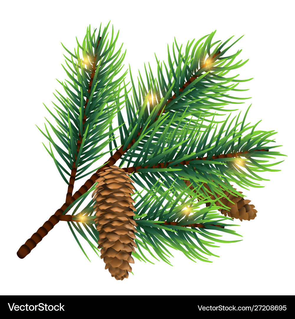 Realistic fir tree branch with cone Realistic fir tree branch with cone vector image