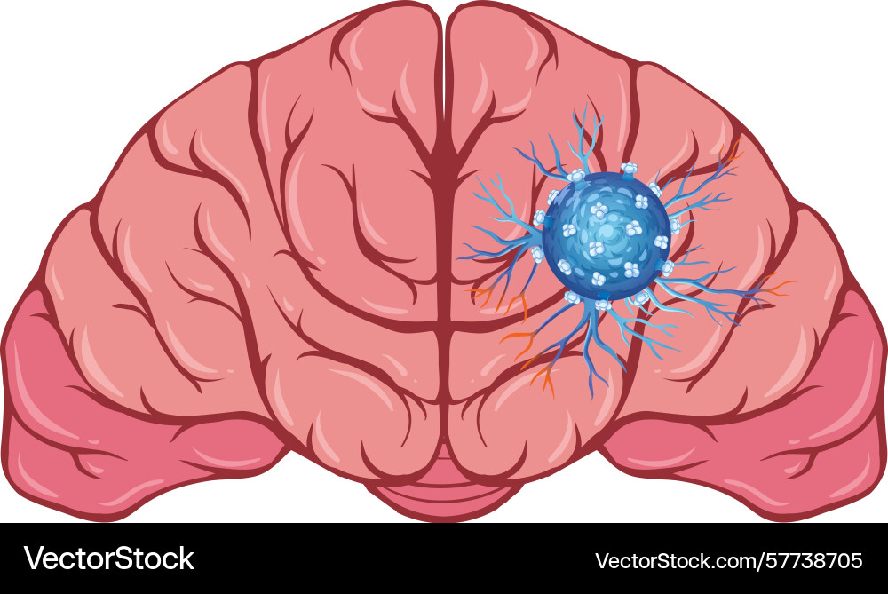 A human brain with highlighted neural network A human brain with highlighted neural network Vector Image